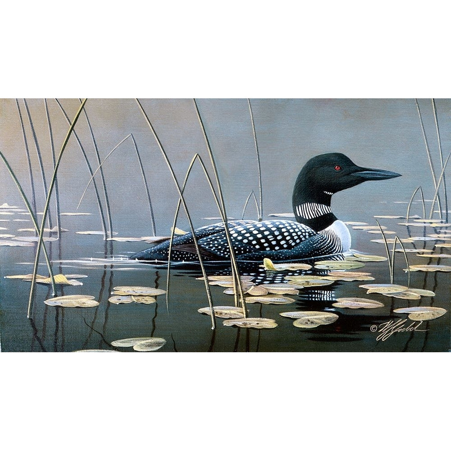 Loon In Reeds Poster Print - Wilhelm Goebel-VARPDXWILGOE11554 Image 1