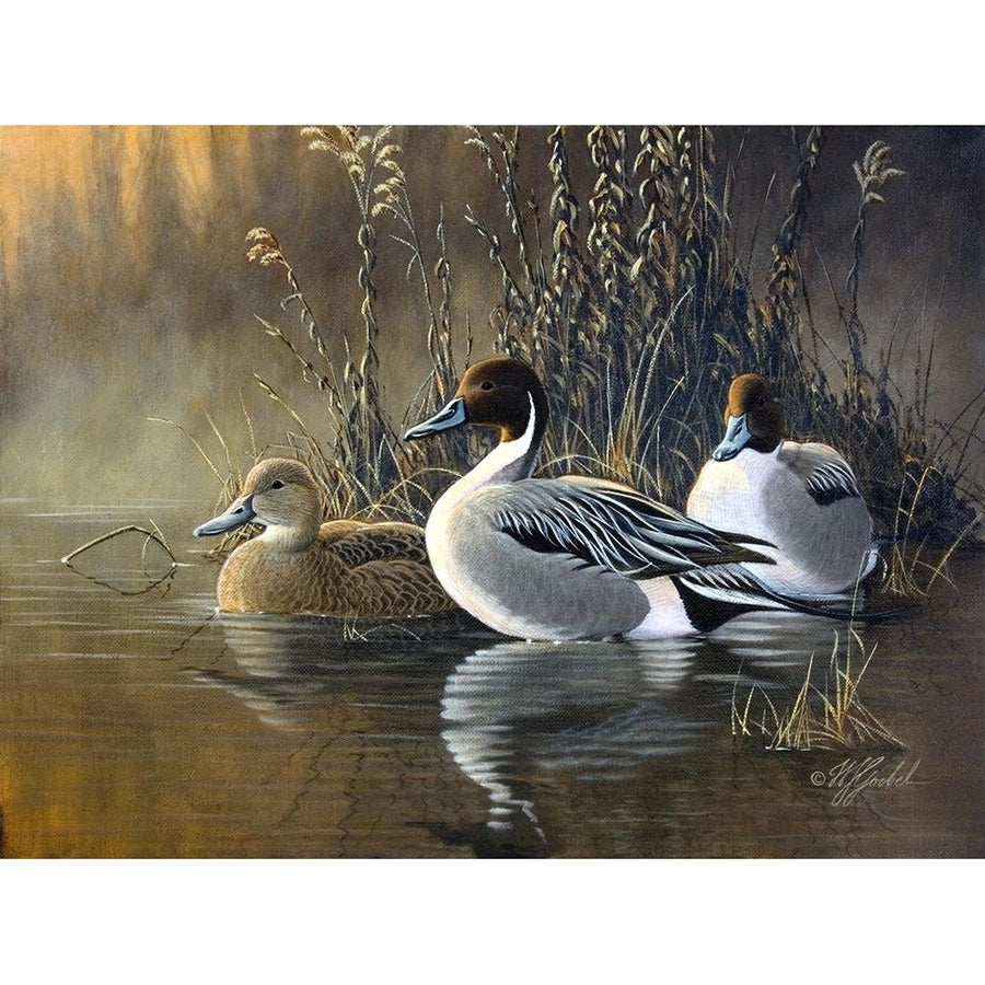 Pintail Trios Poster Print - Wilhelm Goebel-VARPDXWILGOE77563 Image 1