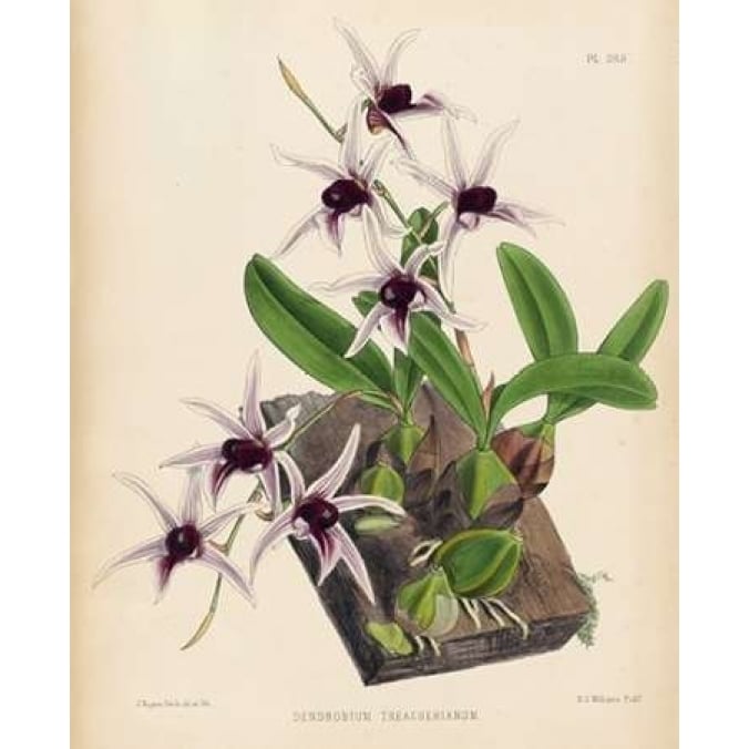 Orchid Poster Print by Walter Fitch-VARPDXWJF01 Image 1