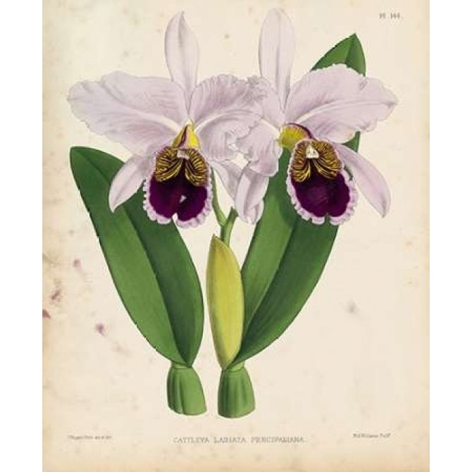 Orchid Poster Print by Walter Fitch-VARPDXWJF03 Image 2