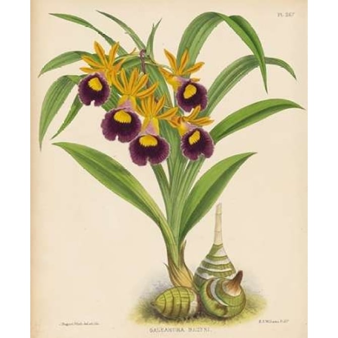 Orchid Poster Print by Walter Fitch-VARPDXWJF02 Image 1