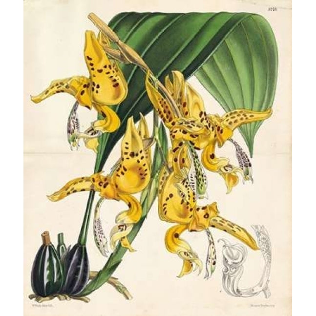 Orchid Poster Print by Walter Fitch-VARPDXWJF05 Image 2