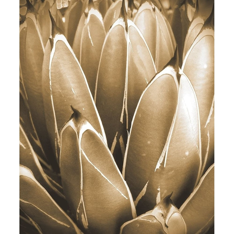 Agave Sepia Poster Print by William Tenoever-VARPDXWJTABS00132 Image 1