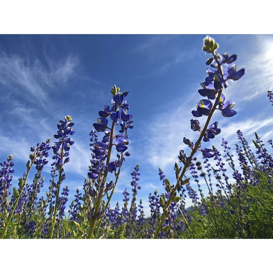 Wildflowers XI Lupine Poster Print by Popcorn Popcorn-VARPDXWJTFLO00042 Image 1