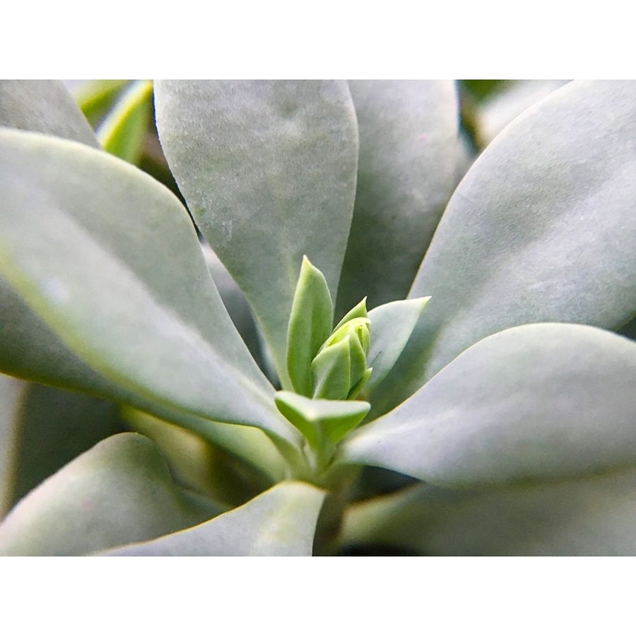 Rock Purslane Poster Print by Popcorn Popcorn-VARPDXWJTFLO00110 Image 1