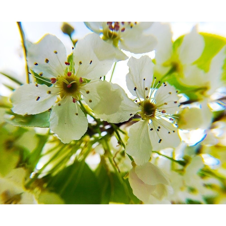 Hawthorn Bloom II Poster Print by Popcorn Popcorn-VARPDXWJTFLO00142 Image 1