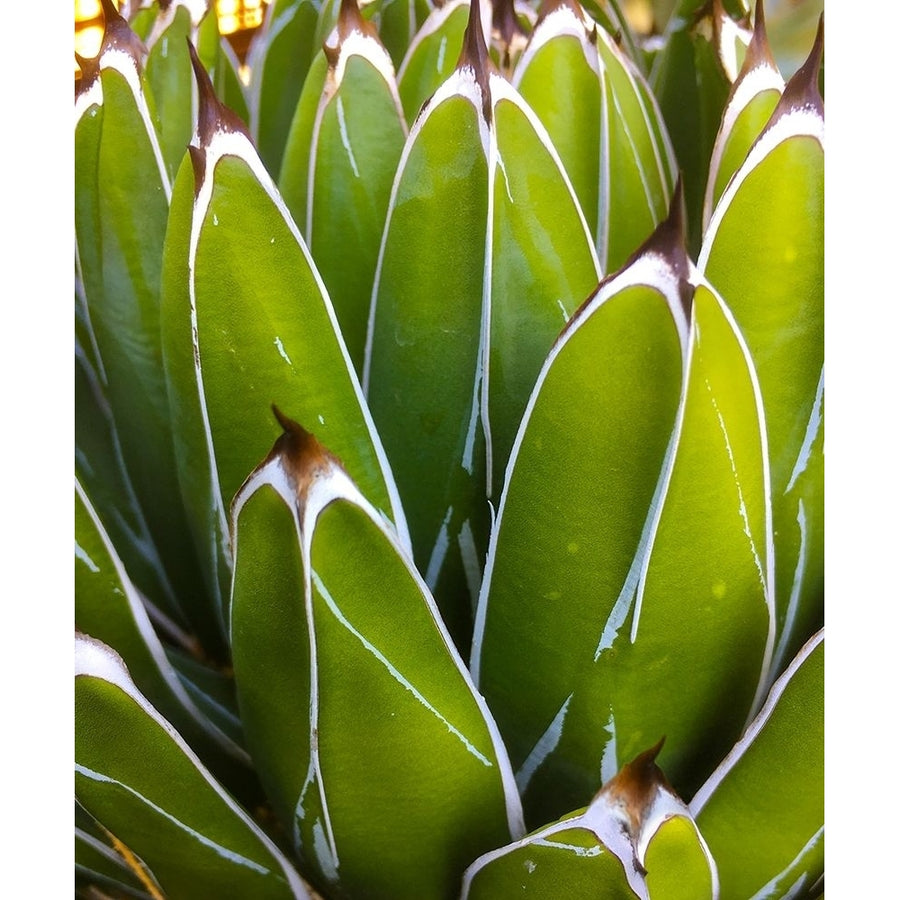 Agave Poster Print by William Tenoever-VARPDXWJTFLO00169 Image 1