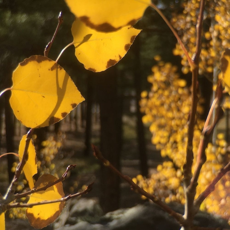 Aspens In The Fall 11 by William Tenoever-VARPDXWJTPHO00092 Image 1