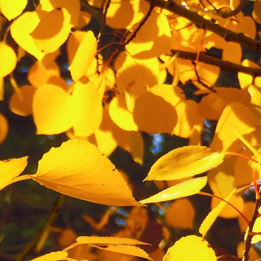 Aspens In The Fall 9 by William Tenoever-VARPDXWJTPHO00090 Image 1