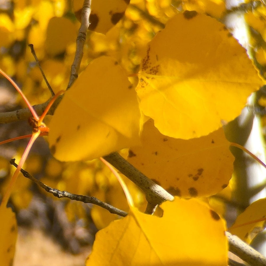 Aspens In The Fall 16 by William Tenoever-VARPDXWJTPHO00097 Image 1