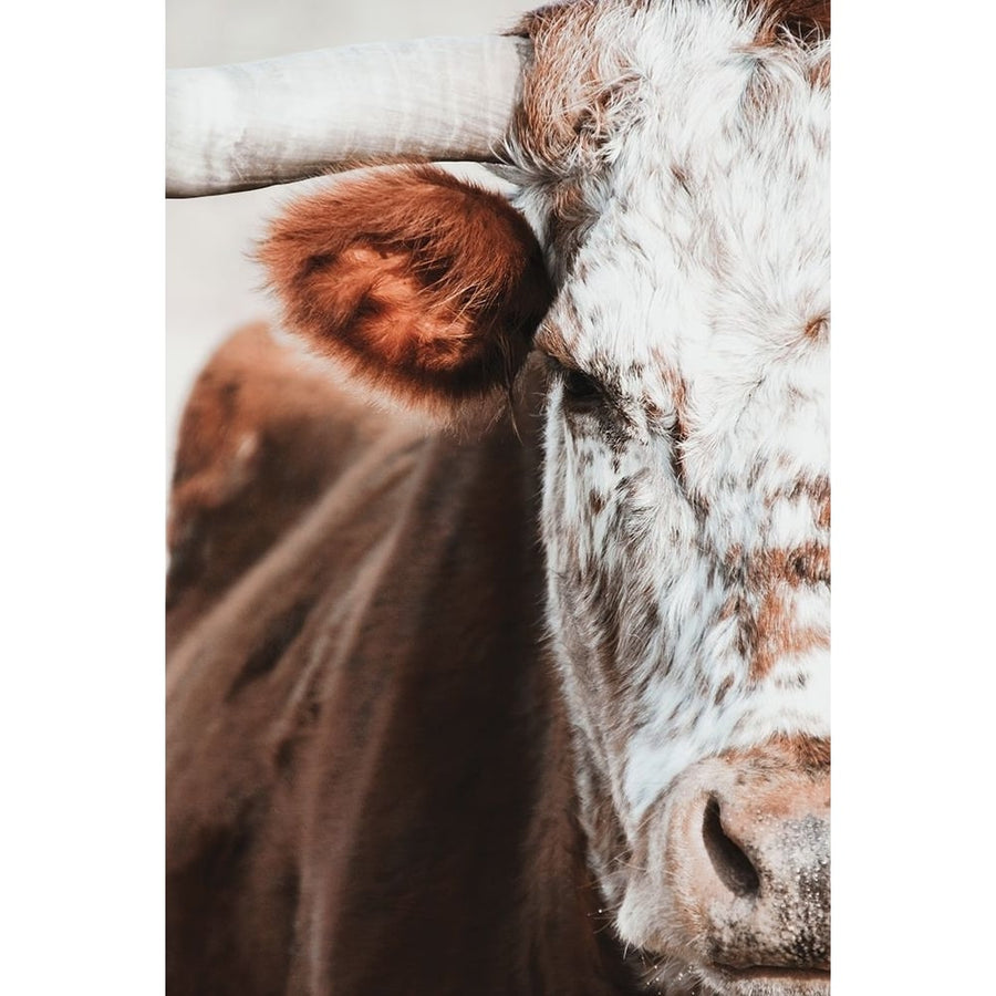 Red and White Bull Poster Print - White Ladder-VARPDXWL170 Image 1