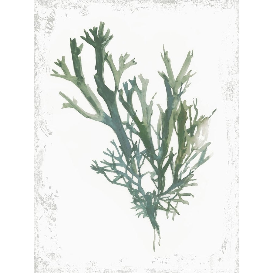 Emerald Coral I Poster Print by Aimee Wilson-VARPDXWL316A Image 1