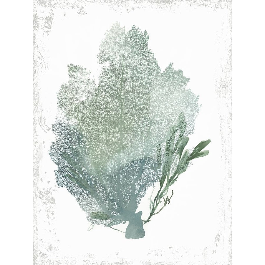 Teal Delicate Coral I Poster Print by Aimee Wilson-VARPDXWL320A Image 1