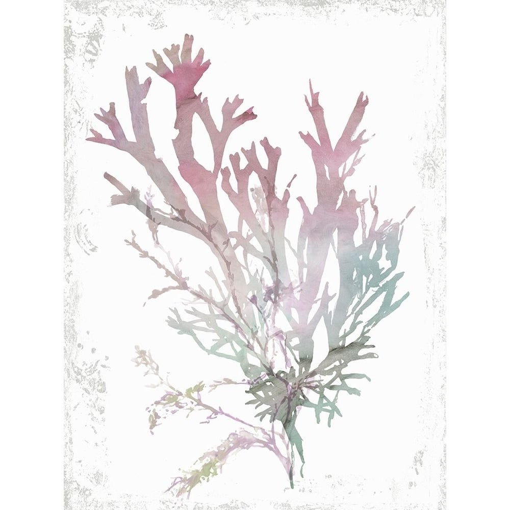 Pink Coral Poster Print by Aimee Wilson-VARPDXWL312A Image 1