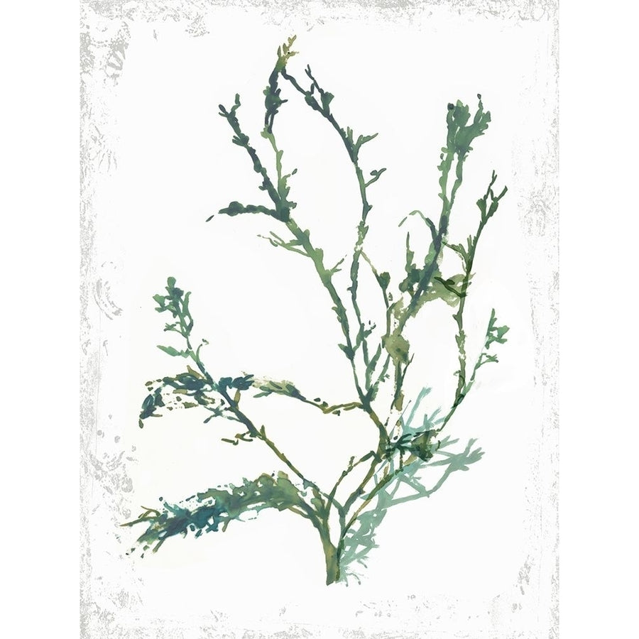 Emerald Coral IV Poster Print by Aimee Wilson-VARPDXWL319A Image 1