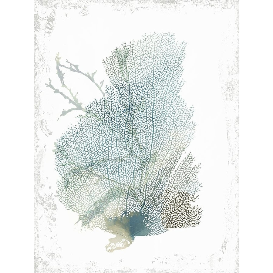 Teal Delicate Coral II Poster Print by Aimee Wilson-VARPDXWL321A Image 1