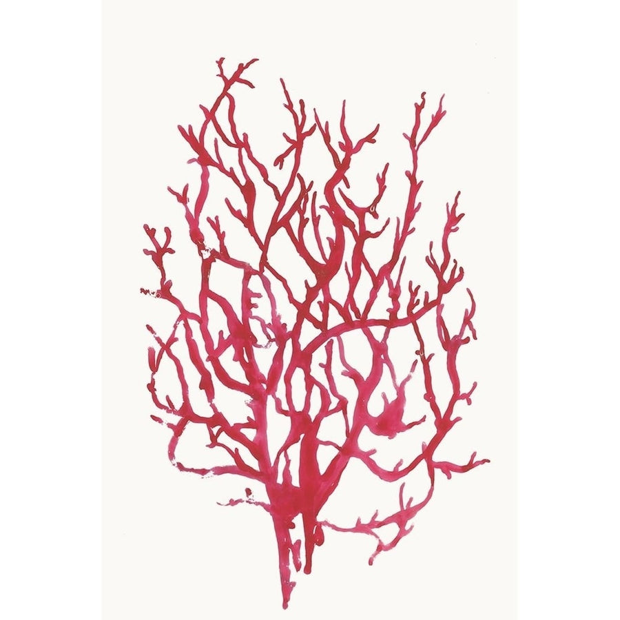 Red Reef Coral I Poster Print by Aimee Wilson-VARPDXWL326A Image 1