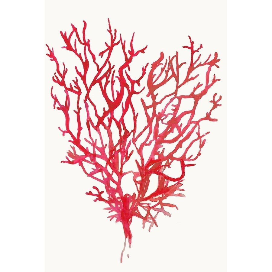 Red Reef Coral II Poster Print by Aimee Wilson-VARPDXWL327A Image 1