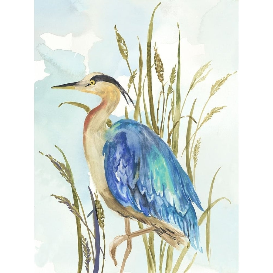 Little Blue Heron Poster Print by Aimee Wilson-VARPDXWL377A Image 1