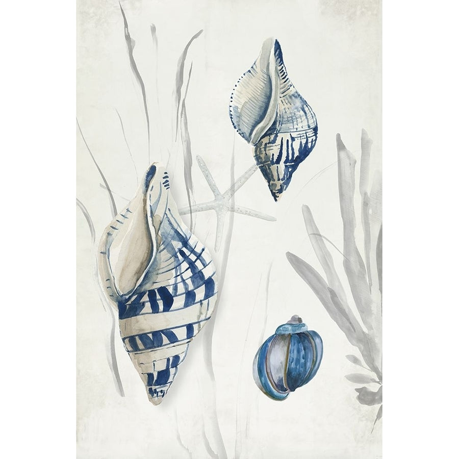 Antique Shells II Poster Print - Aimee Wilson-VARPDXWL471A Image 1