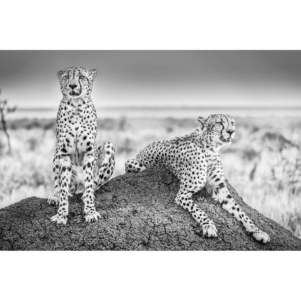 Scheid - Two Cheetahs Watching Out Poster Print by 1x-VARPDXXI037A Image 1