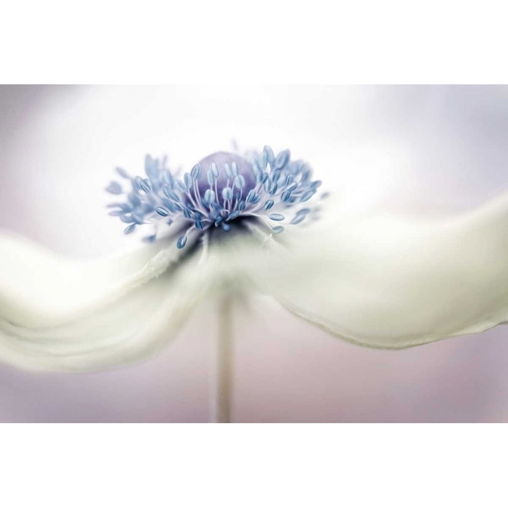 Disher - Anemone Poster Print by 1x-VARPDXXI011A Image 1