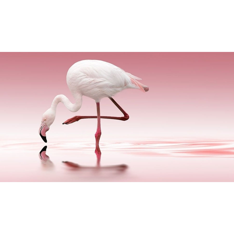 Reindl - Flamingo Poster Print by 1x-VARPDXXI148A Image 1