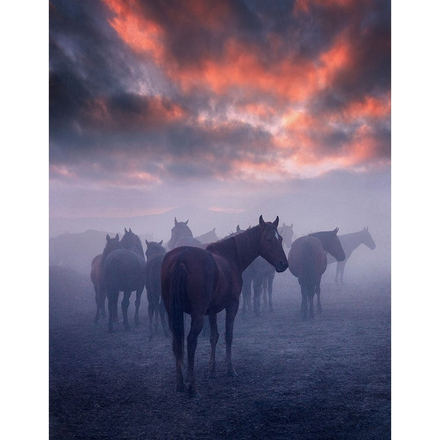 Wild Horses Poster Print by 1x 1x-VARPDXXI291A Image 1