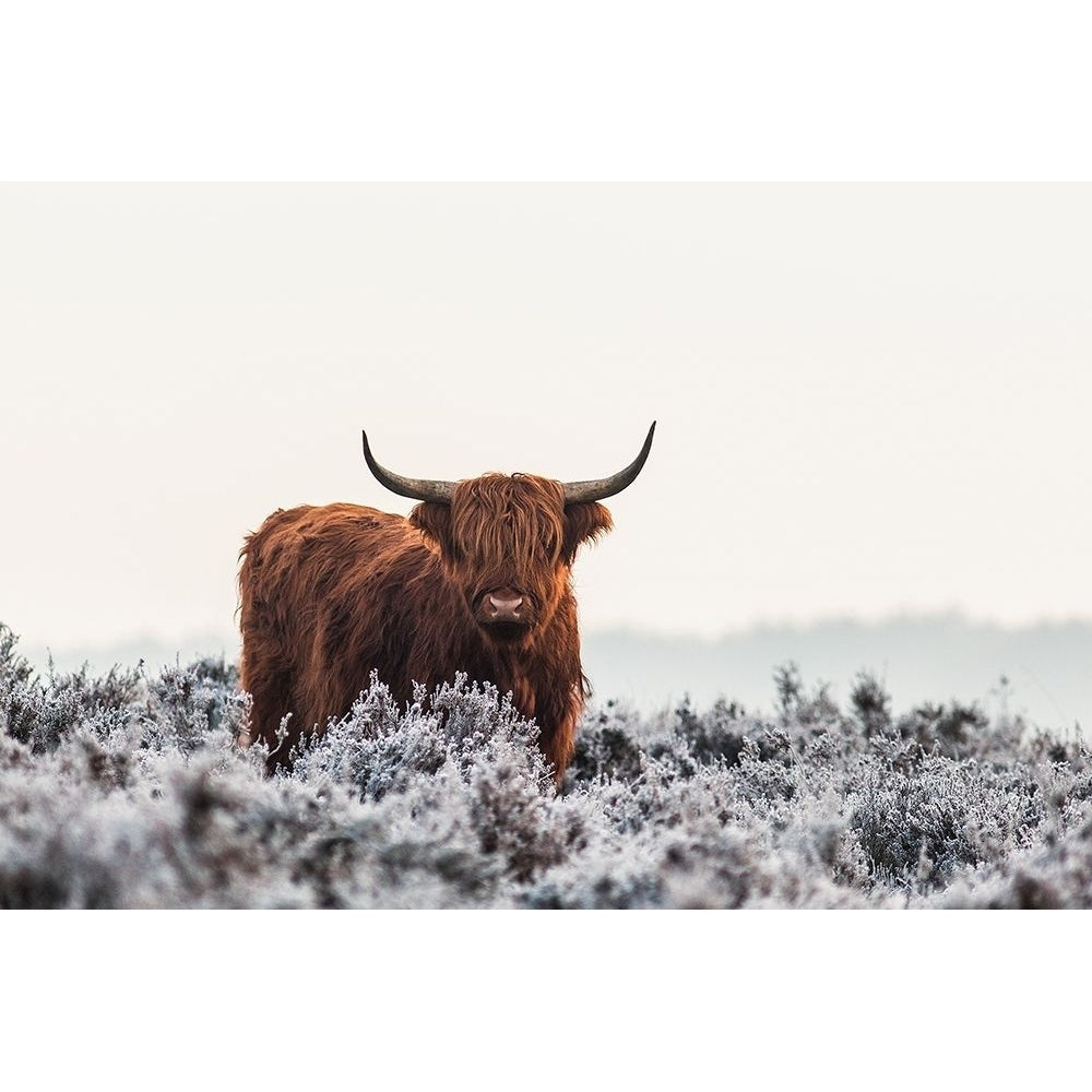 Highlander by Van Den-VARPDXXI287A Image 1