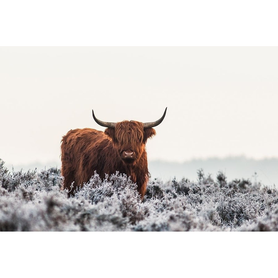 Highlander by Van Den-VARPDXXI287A Image 1