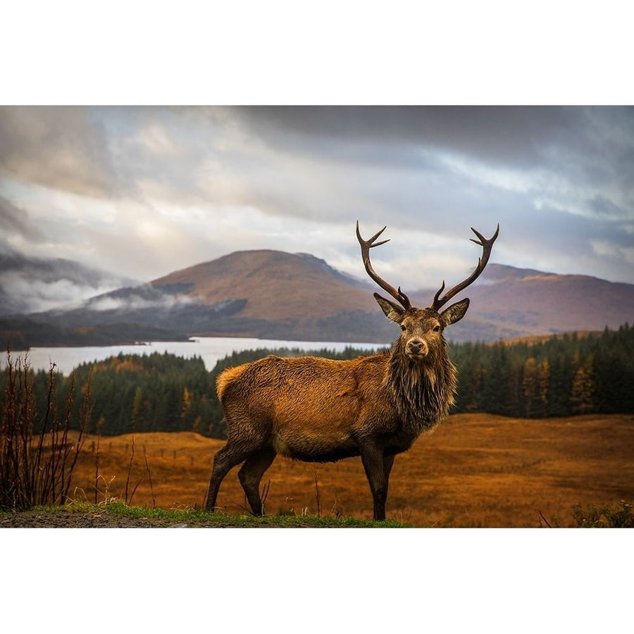 Scottish Stag Poster Print - Popan-VARPDXXI503A Image 1