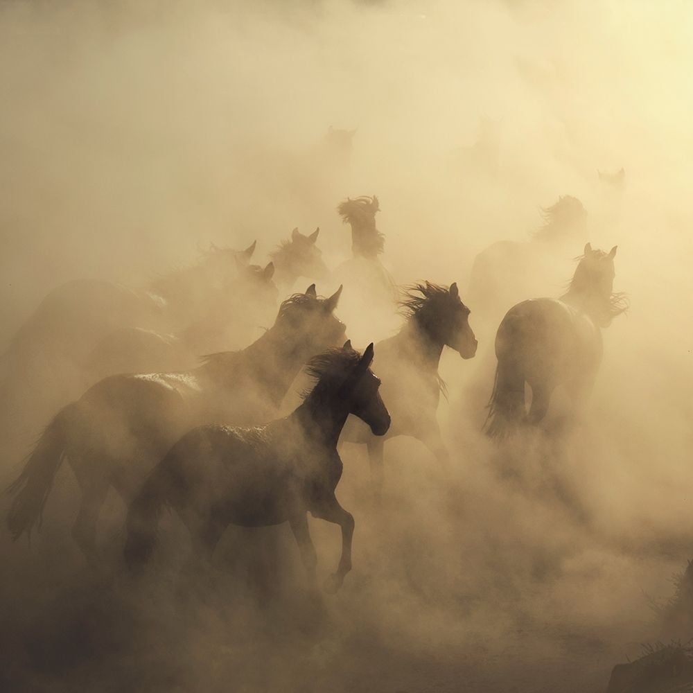 Migration of Horses Poster Print by 1x 1x-VARPDXXI505A Image 1