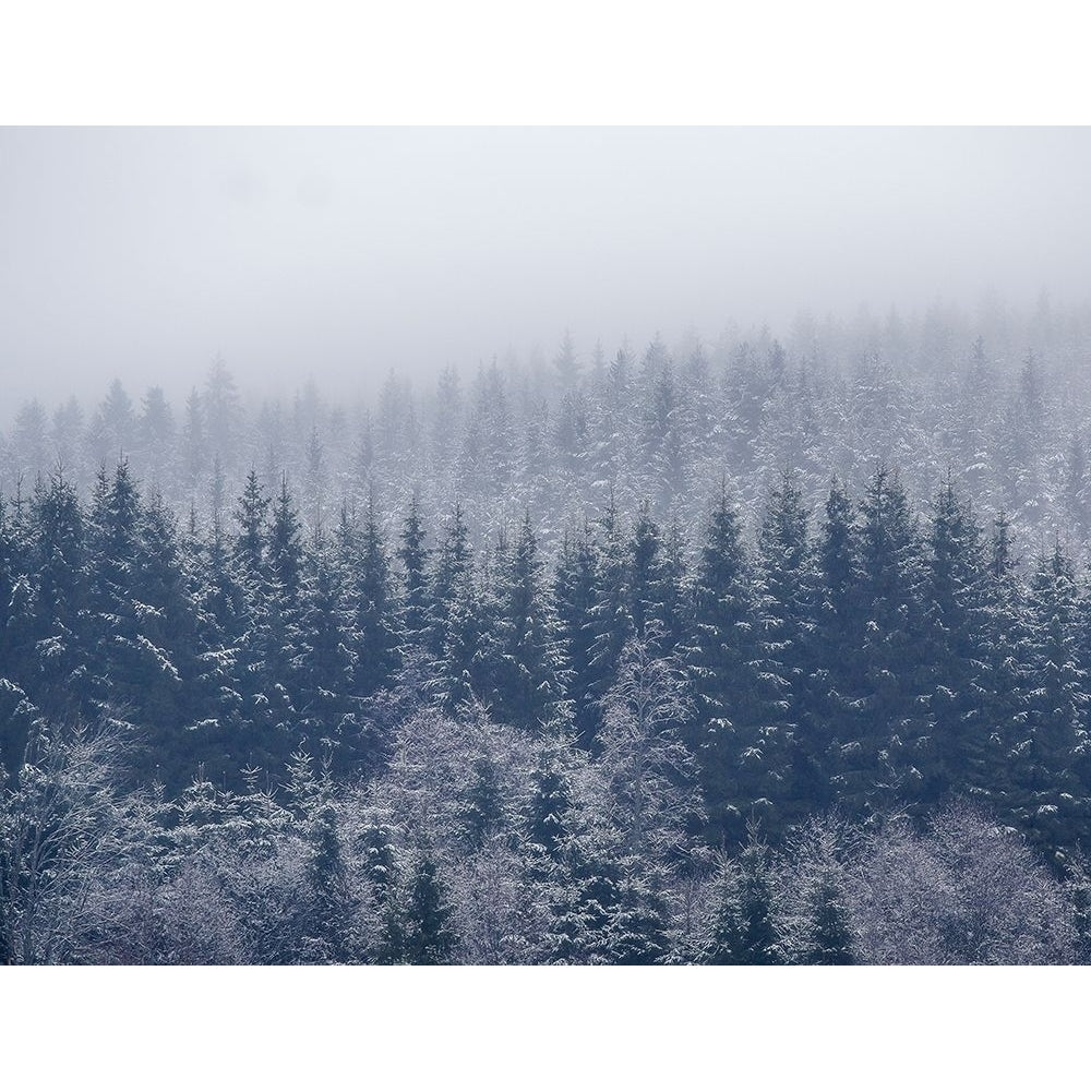 Frozen Trees by Christensen__-VARPDXXI835A Image 1