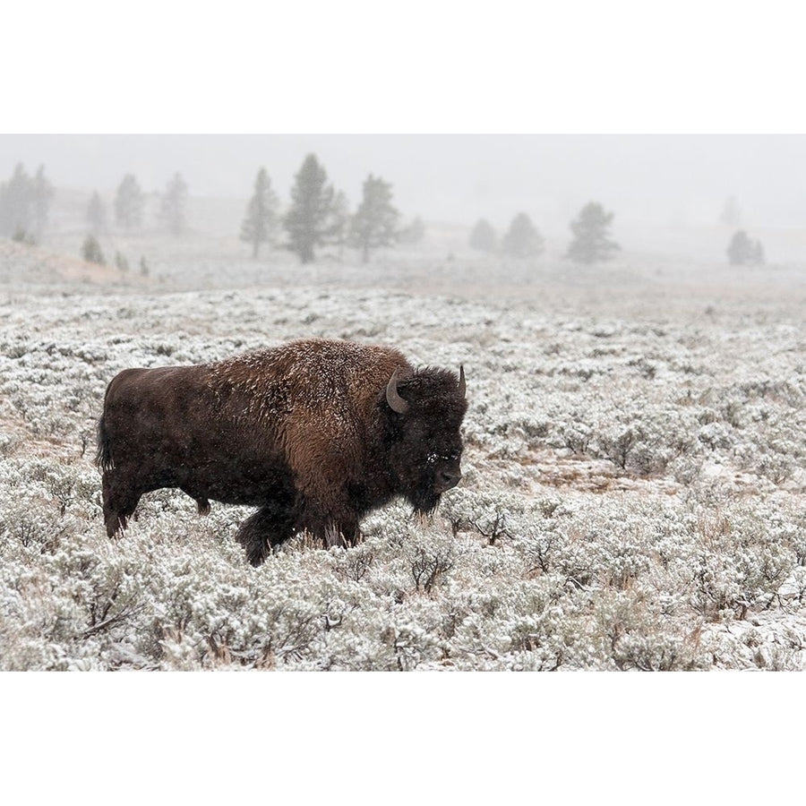 Late Fall Yellowstone by Forms-VARPDXXI904A Image 1