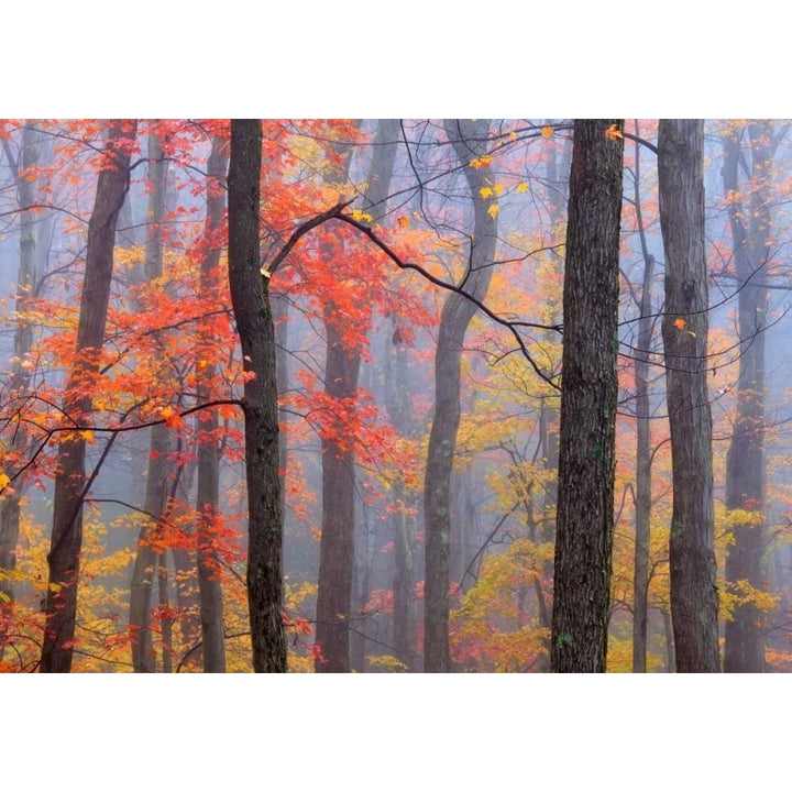 Fire in the Fog Poster Print by Patrick Zephyr-VARPDXZ149D Image 1