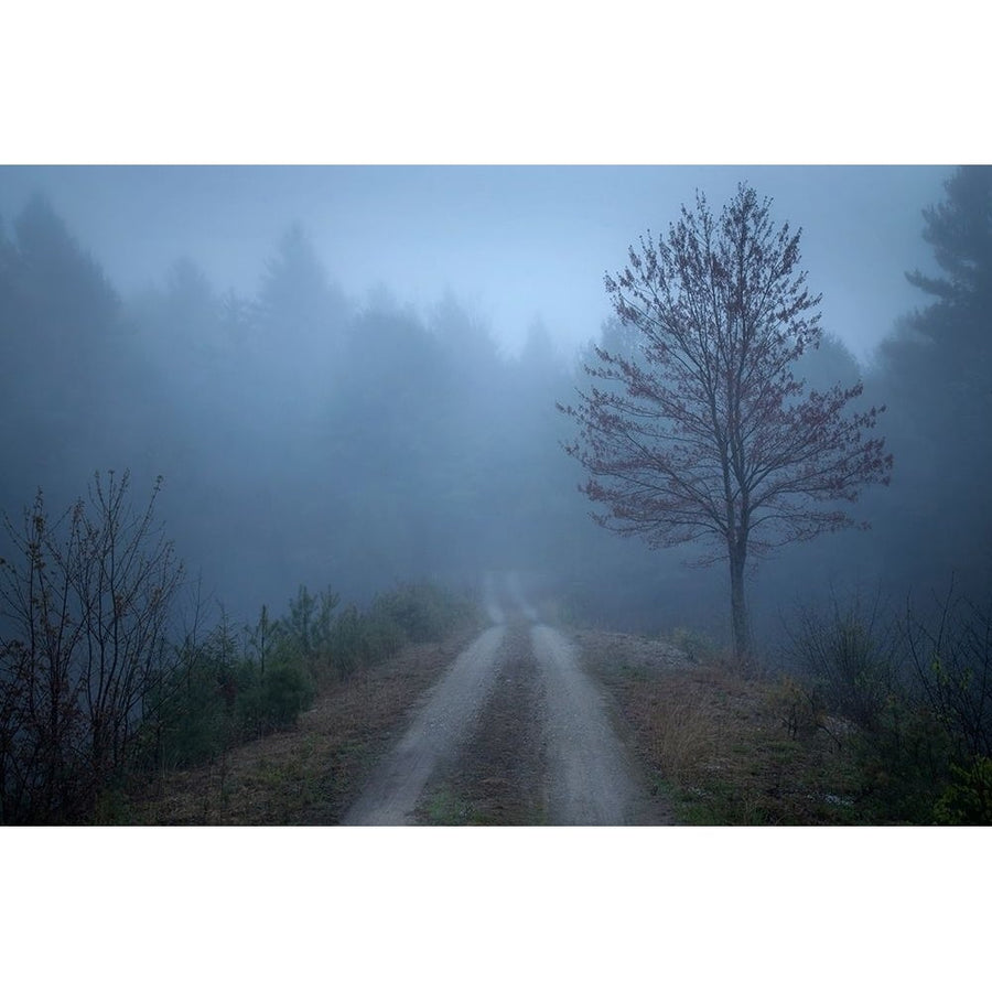 Spring Fog Poster Print by Patrick Zephyr-VARPDXZ1576D Image 1