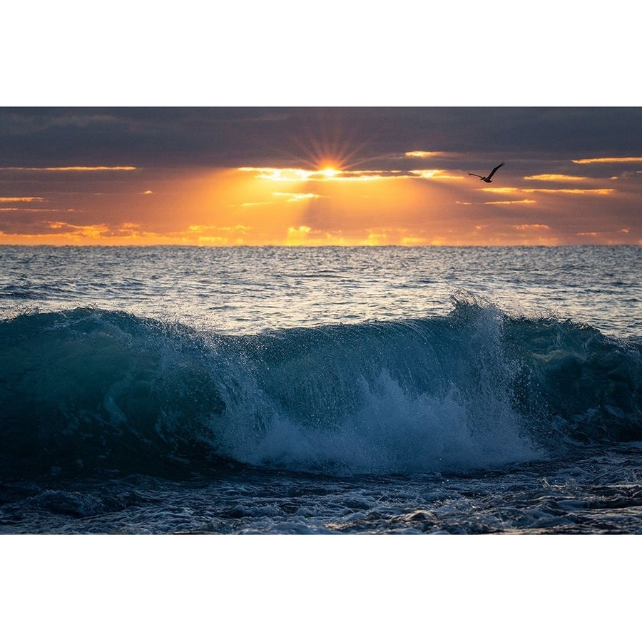 Pelican at Dawn Poster Print - Patrick Zephyr-VARPDXZ1618D Image 1