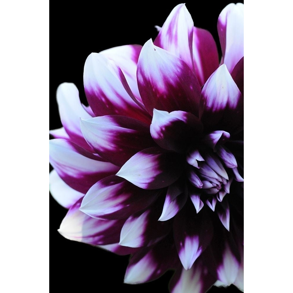 Purple Dahlia 26 Poster Print by Suzanne Foschino-VARPDXZFRC263 Image 1