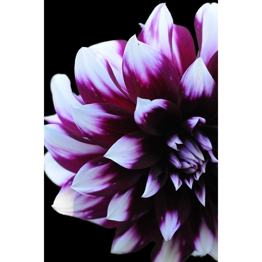 Purple Dahlia 26 Poster Print by Suzanne Foschino-VARPDXZFRC263 Image 1