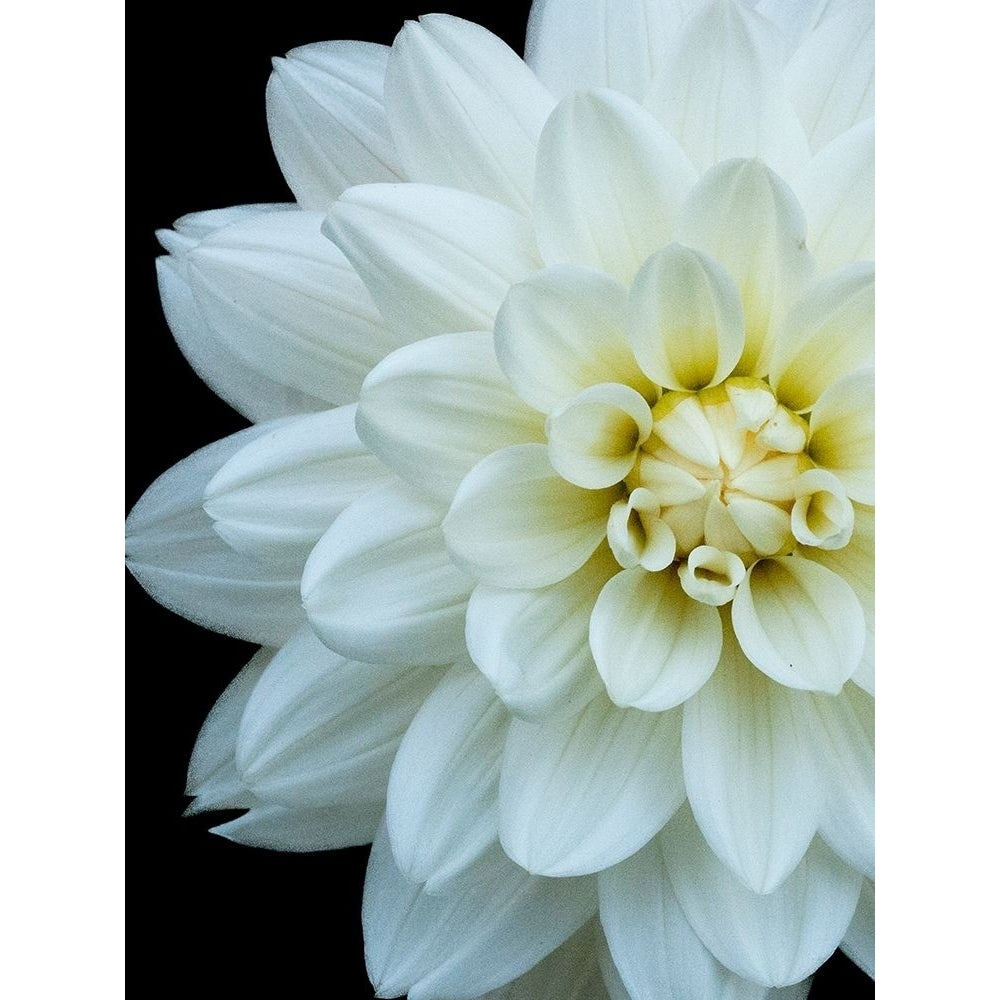 White Dahlia 5 Poster Print by Suzanne Foschino-VARPDXZFRC262 Image 1