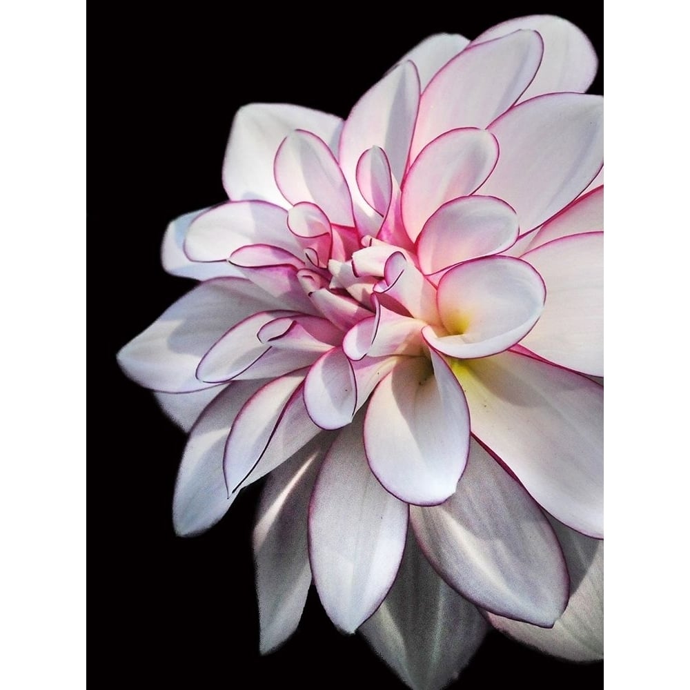 Pale Dahlia 10 Poster Print by Suzanne Foschino-VARPDXZFRC265 Image 1