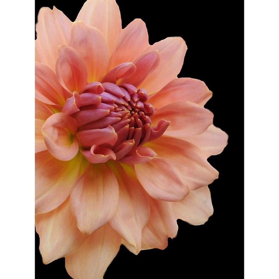 Peach Dahlia 25 Poster Print by Suzanne Foschino-VARPDXZFRC266 Image 1