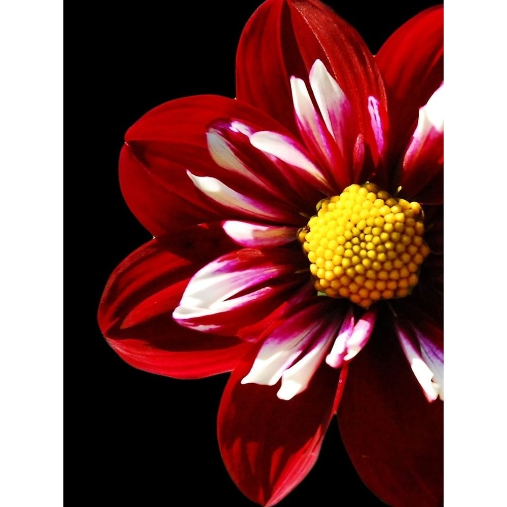 Ruby Dahlia 22 Poster Print by Suzanne Foschino-VARPDXZFRC269 Image 1