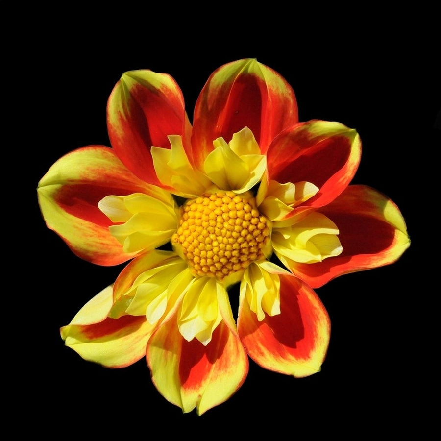 Dahlia 12 A Poster Print by Suzanne Foschino-VARPDXZFSQ188 Image 1