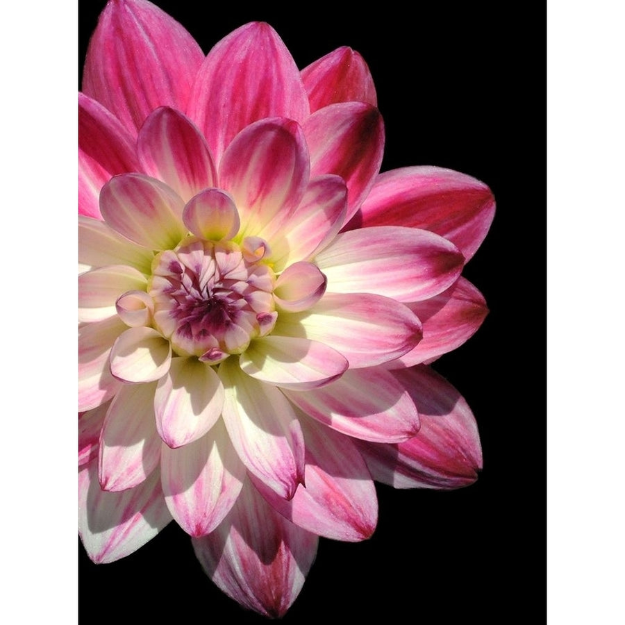 Ombre Dahlia 16 Poster Print by Suzanne Foschino-VARPDXZFRC264 Image 1