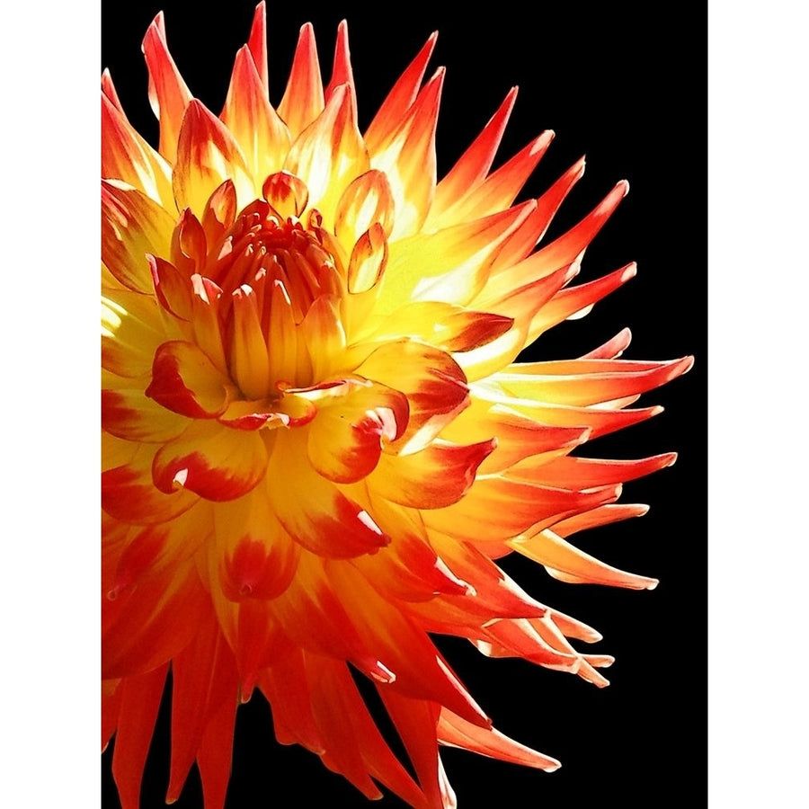 Fire Dahlia 31 Poster Print by Suzanne Foschino-VARPDXZFRC268 Image 1