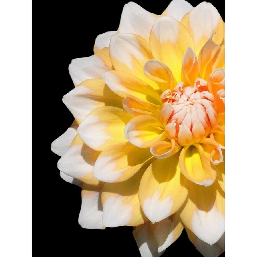 Cheerful Dahlia 28 Poster Print by Suzanne Foschino-VARPDXZFRC267 Image 1