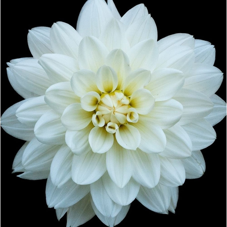 Dahlia 5 Poster Print by Suzanne Foschino-VARPDXZFSQ187A Image 1