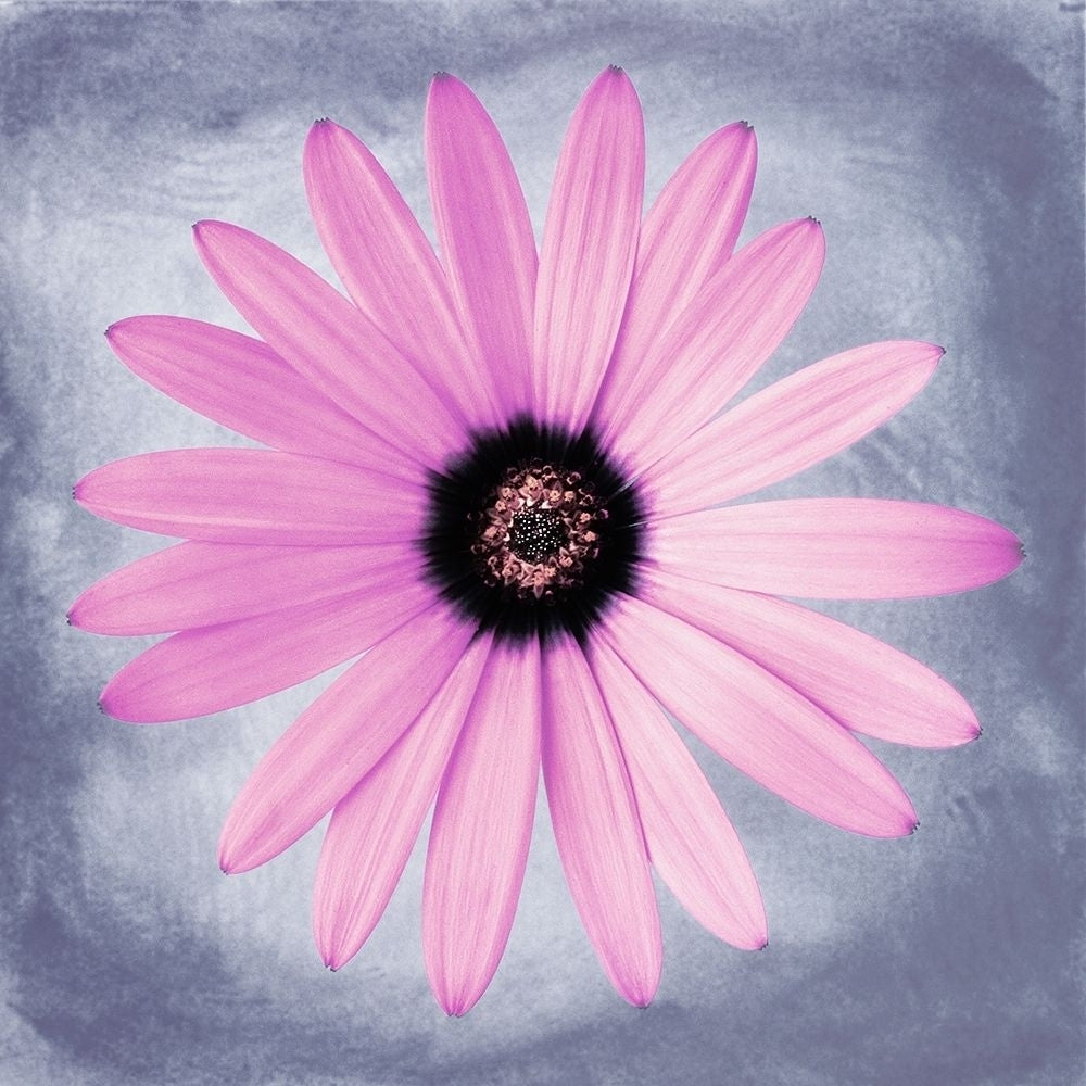 Daisy Pink on Grey Poster Print by Christine Zalewski-VARPDXZX025A Image 1