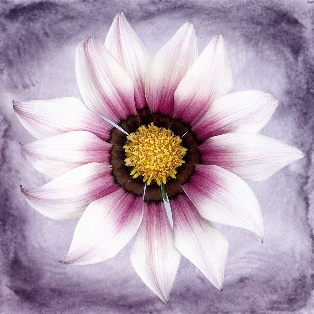 Daisy Soft On Purple by Christine Zalewski-VARPDXZX030A Image 1